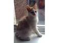 1 Male Kitten For sale. We have 1 remaining Kitten for....