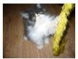 Black/white Persian male kitten. Adorable little Persian....