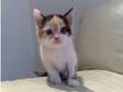 White tortoise shell kitten £50. We have a special....
