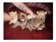 gorgeous fluffy pedigree pom pups for sale. stunning....