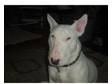 english bull terrier male. I am absolutly gutted to be....