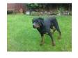 Male Rottweiler Dog 5 years old. Rottweiler male. 5....