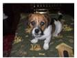 Jack Russell / Shih Tzu. 5 month old male puppy called....