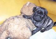 Healthy Pug Puppies For Sale