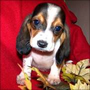 Basset Hound Puppy For Sale