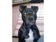 Staffordshire Bull Terrier Puppy Male (6 months old)
