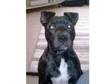 Staffordshire Bull Terrier Puppy Male (6 months old).....