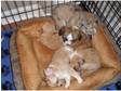 5 Stunning L/C Chihuahua Puppies