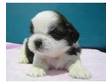 READY NOW...i have 1 shih tzu puppy for sale