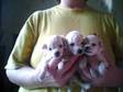 white toy poodle puppies. Beautiful toy poodle puppies....