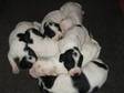 English Pointer Puppies for Sale. Born 4/11/09 7....