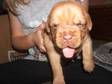 Dogue De Bordeaux Puppies for sale. We are now taking....