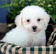 kc registered bichon frise puppies for you