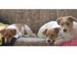 Jack Russell Puppies For Sale. Beautifully marked....