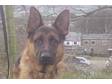German Shepherd male for Personal Protection or....