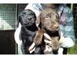 Labrador/Doberman Puppies. 4 black 2 chocolate. lovely....