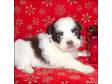 SHIH TZU Puppies Avaliable. Quality, KC only, ....
