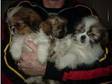 shihtzu puppies for sale..ready now..boys....