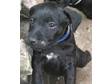 patterdale terrier at stud. AT STUD ..not for sale black....