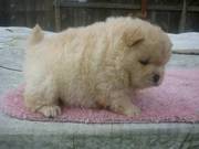 Home Carry Chow Chow Puppies for Sale