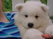 Samoyed puppies for sale now