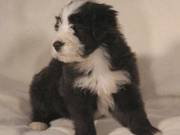 Bearded Collie Puppies for sale