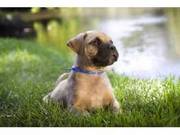 Evergreen Bullmastiffs puppies for sale